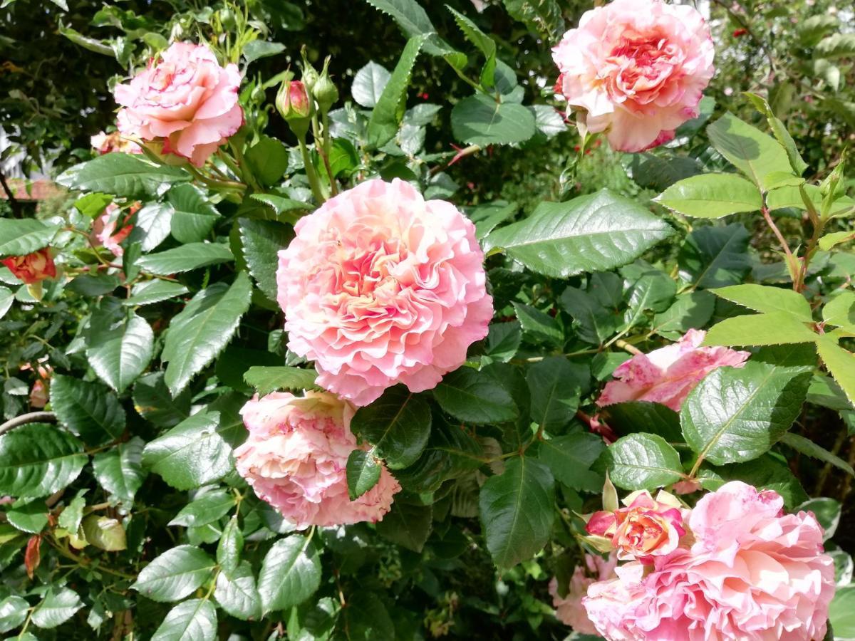 B&B Rosenliebe Niedereschach Kültér fotó