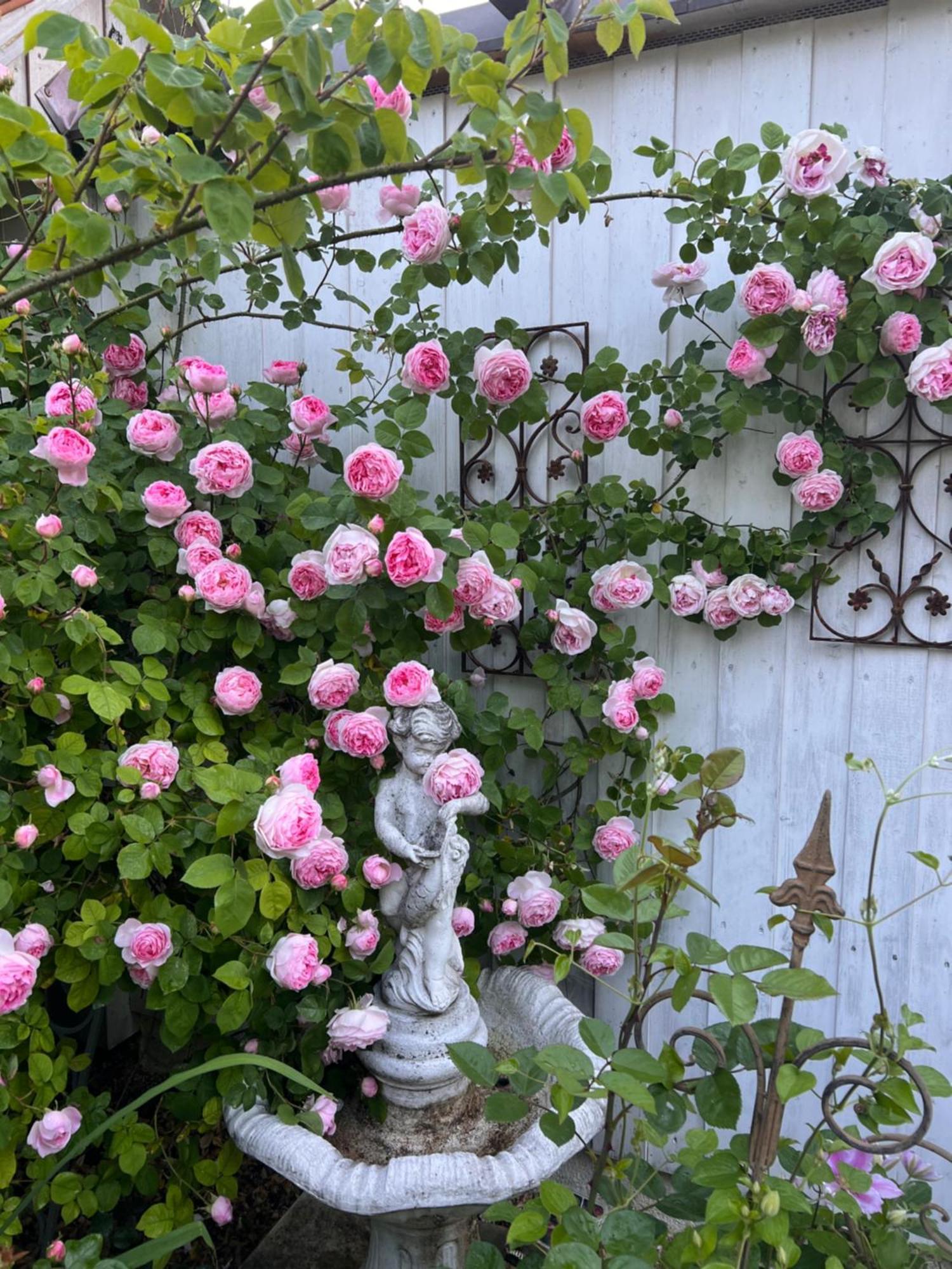 B&B Rosenliebe Niedereschach Kültér fotó